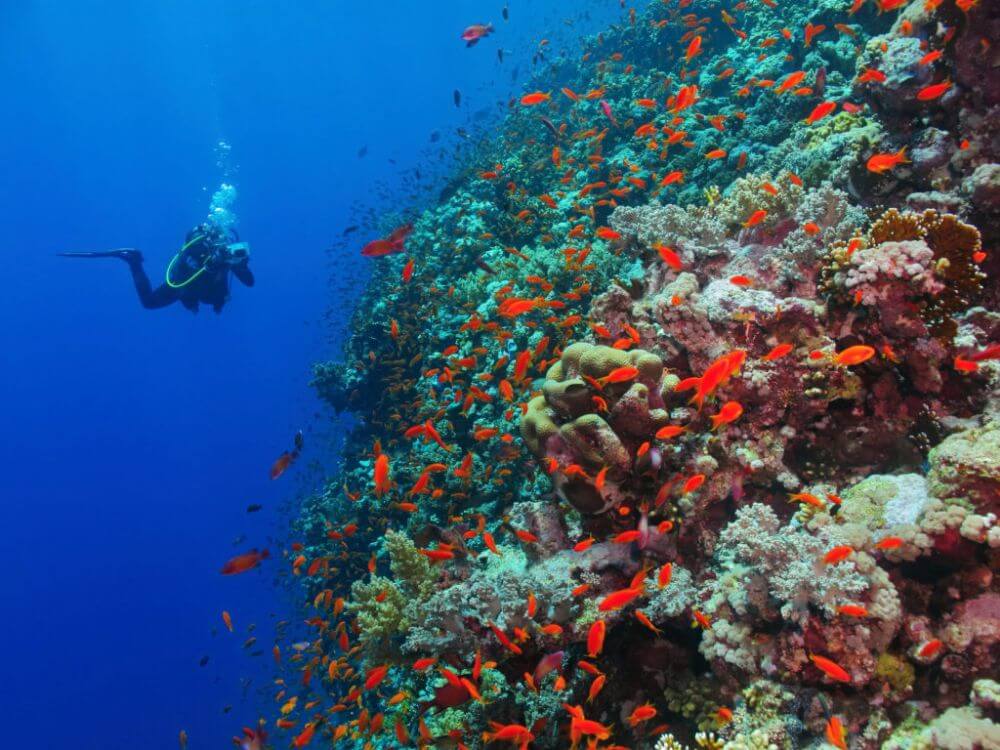 Diving